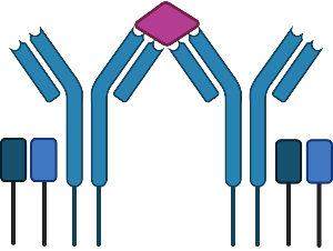 BCR (antigen cross-linked)