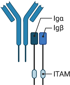 BCR (labeled)