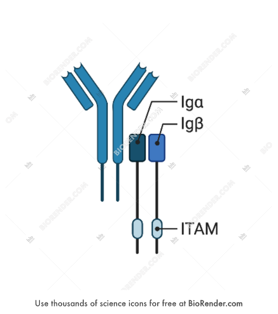Free BCR (labeled) Icons, Symbols & Images | BioRender