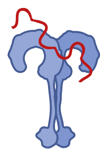 TLR (bound to ssRNA)
