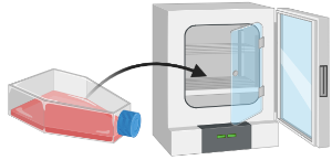 Incubation (T75)
