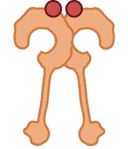 NOD 1/2 (ligand-bound)