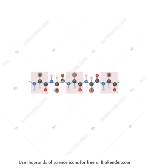 Free Polypeptide chain Icons, Symbols & Images BioRender