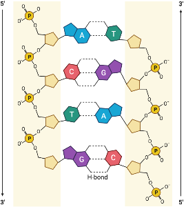 DNA (molecular structure)