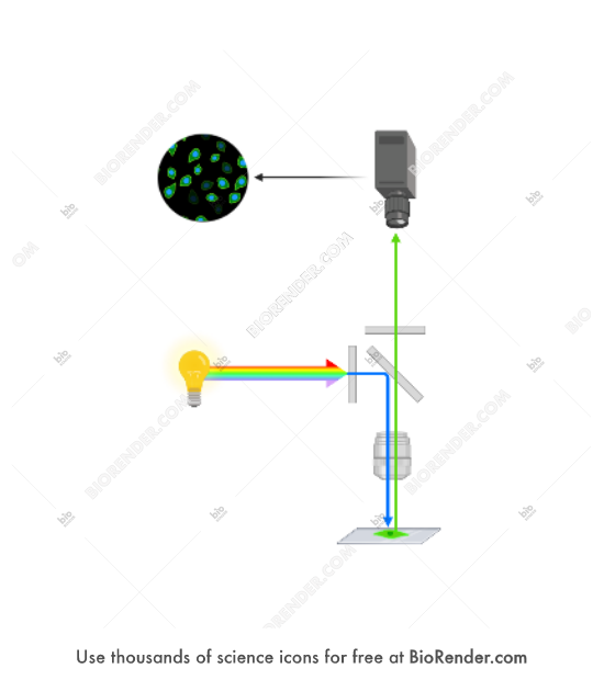 Free Light path (fluorescence microscope) Icons, Symbols & Images