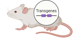 Mouse model (transgenic)