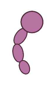 Inactive clotting factor (zymogen)