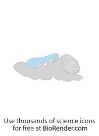 Free Mouse brain (sagittal cut, cerebral cortex) Icons, Symbols ...