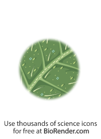 Free Leaf (silica spines 2) Icons, Symbols & Images | BioRender