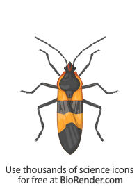 Free Large milkweed bug (oncopeltus fasciatus) Icons, Symbols &amp; Images ...