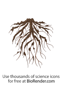 Free Fibrous roots (with soil) Icons, Symbols & Images | BioRender