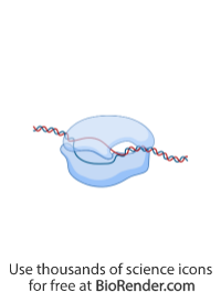 Free RNA Icons, Symbols & Images | BioRender