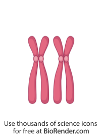 Free XX chromosomes Icons, Symbols & Images | BioRender