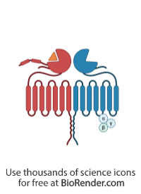 Free GABA-B receptor Icons, Symbols & Images | BioRender