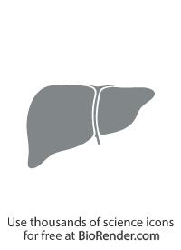 Free Liver icon Icons, Symbols & Images | BioRender