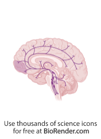 Serotonin Pathway In The Brain