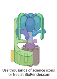 Free ATP synthase Icons, Symbols & Images | BioRender
