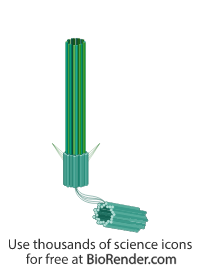 Axoneme - Editable icon of Long cylindrical axoneme composed of 9 microtubule pairs connected by nexin linkages and with basal body