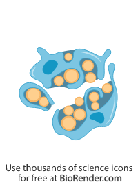 Free Schwann cell (radial sorting, abnormal) Icons, Symbols & Images ...