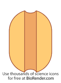 Free Ion Channel Icons, Symbols & Images | BioRender