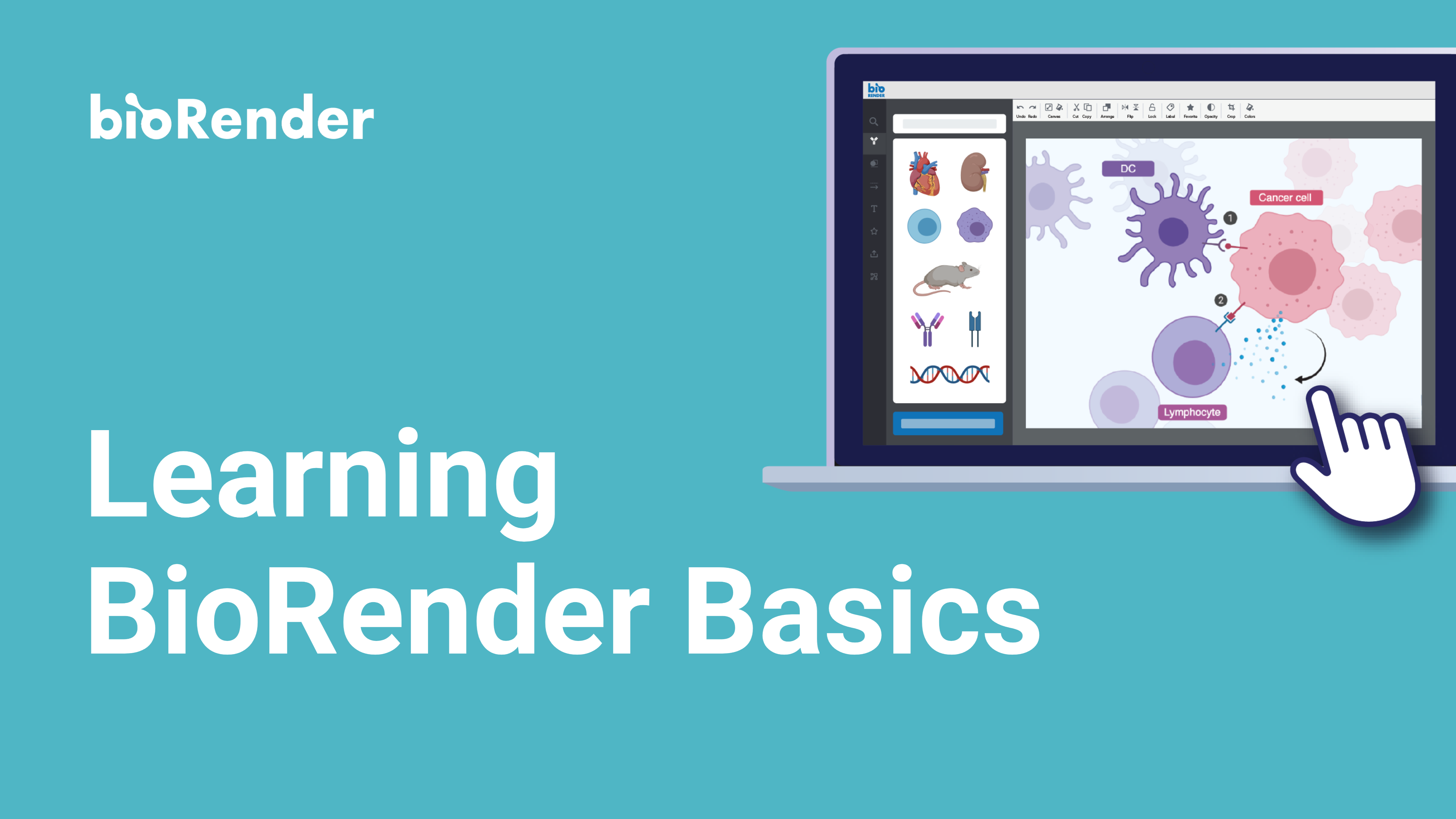 BioRender Learning Hub Learn The BioRender Basics
