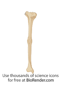 Free Tibia (with fracture callus) Icons, Symbols & Images | BioRender