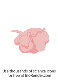 Free Cow rumen Icons, Symbols & Images | BioRender