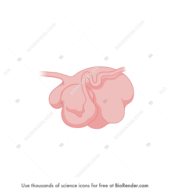 Free Cow rumen Icons, Symbols & Images | BioRender