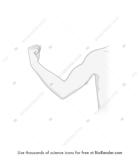 Free Arm (flexed, anterior) Icons, Symbols & Images BioRender