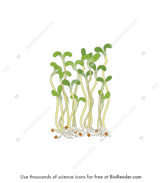 Alfalfa - Editable icon of a group of alfalfa sprouts 