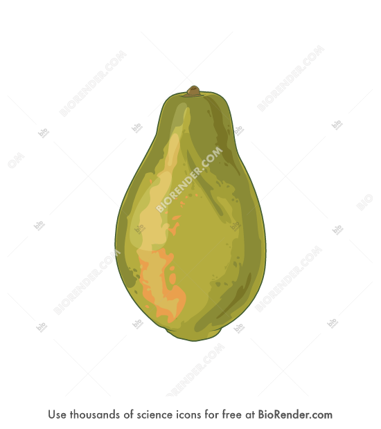 Free Papaya Icons Symbols Images BioRender