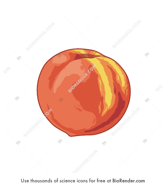 Free Peach Icons Symbols Images BioRender