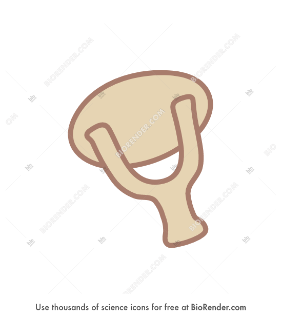 Free Stapes Icons, Symbols & Images BioRender