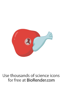 Free Zebrafish heart (adult, dorsal view, atrium removed) Icons