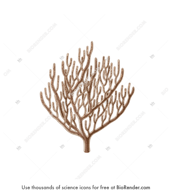 Free Bent sea rod (Eunicea flexuosa) Icons, Symbols & Images BioRender