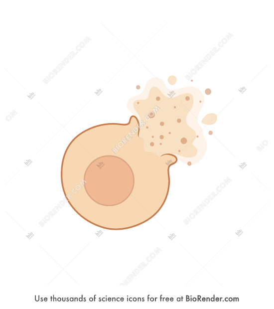 Free Spheroidal cell (bursting) Icons, Symbols & Images BioRender