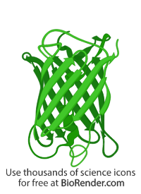 Free Beta barrel (structure) Icons, Symbols & Images BioRender