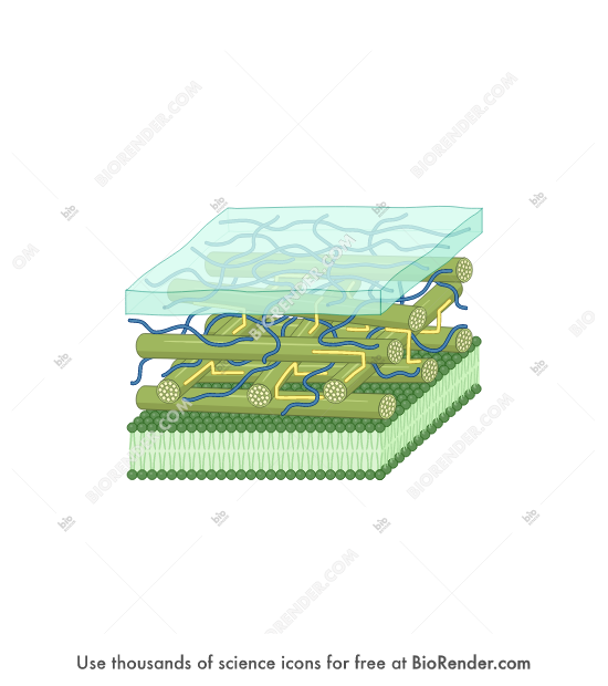 Primary cell wall - Editable icon of primary structures of a plant cell wall in a 3/4 view