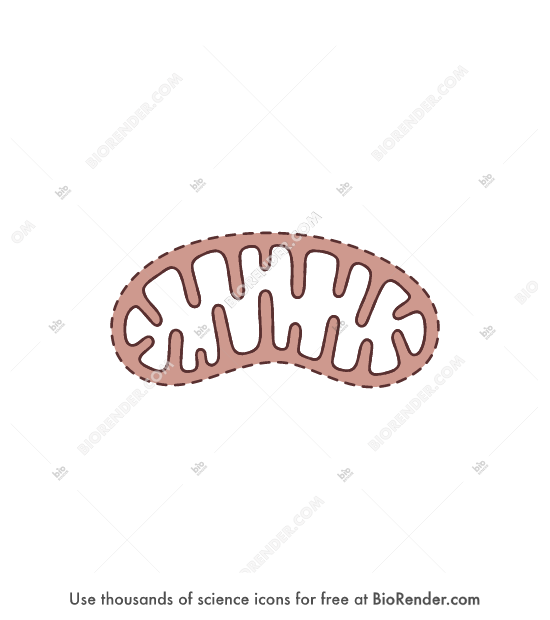 Free Mitochondria (2D, hollow, dashed) Icons, Symbols & Images | BioRender