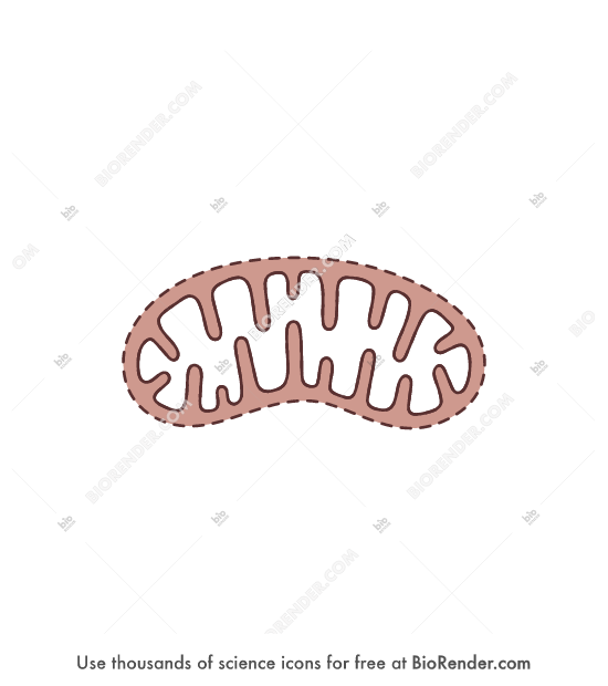 Mitochondria (2D, hollow, dashed) - Editable icon of a 2D top view of a mitochondria showing inner christae with hollow center with dashed outer membrane