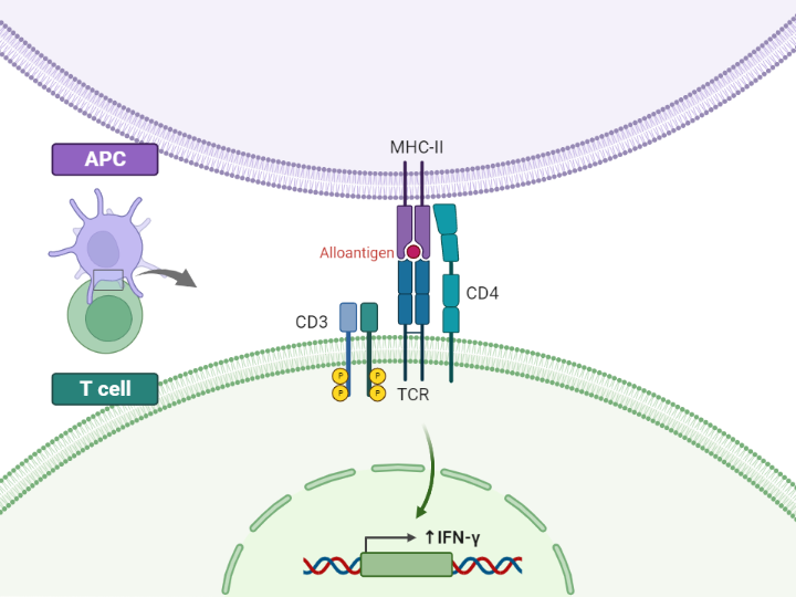 Autocrine Signal Loop BioRender Science Templates
