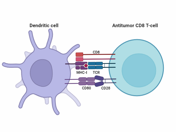 Antitumor CD8 T-cell and Dendritic Cell | BioRender Science Templates