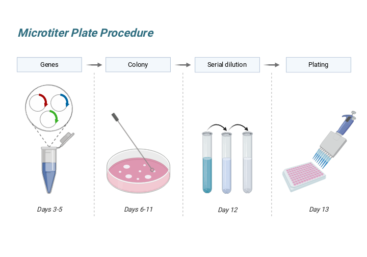 Microtiter Plate Procedure BioRender Science Templates