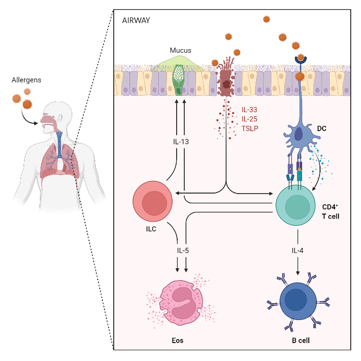 Allergic Airway Inflammation BioRender Science Templates