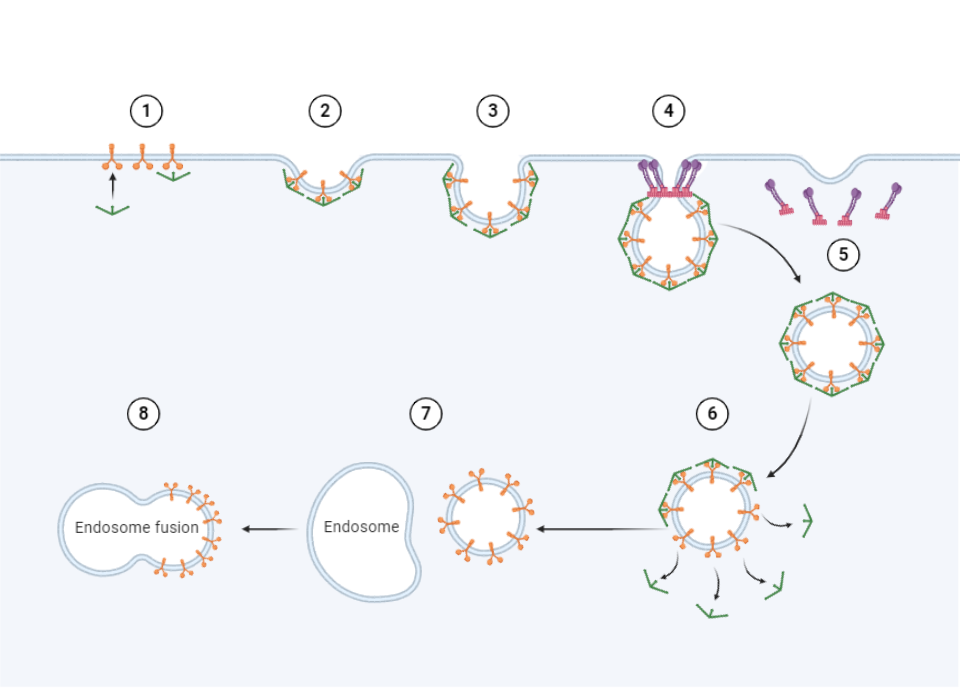 Clathrin-Mediated Endocytosis | BioRender Science Templates