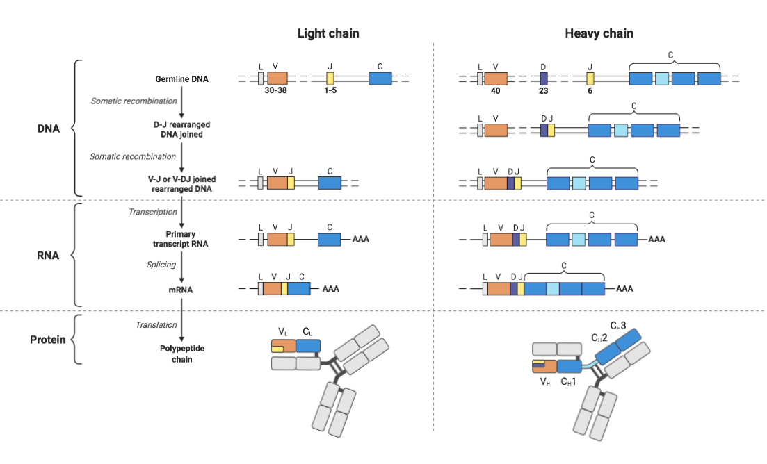 B Cell Receptors (Light and Heavy Chains) | BioRender Science Templates