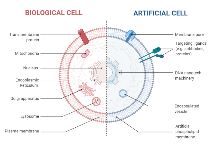 Comparison Between a Biological Cell and an Artificial Cell BioRender