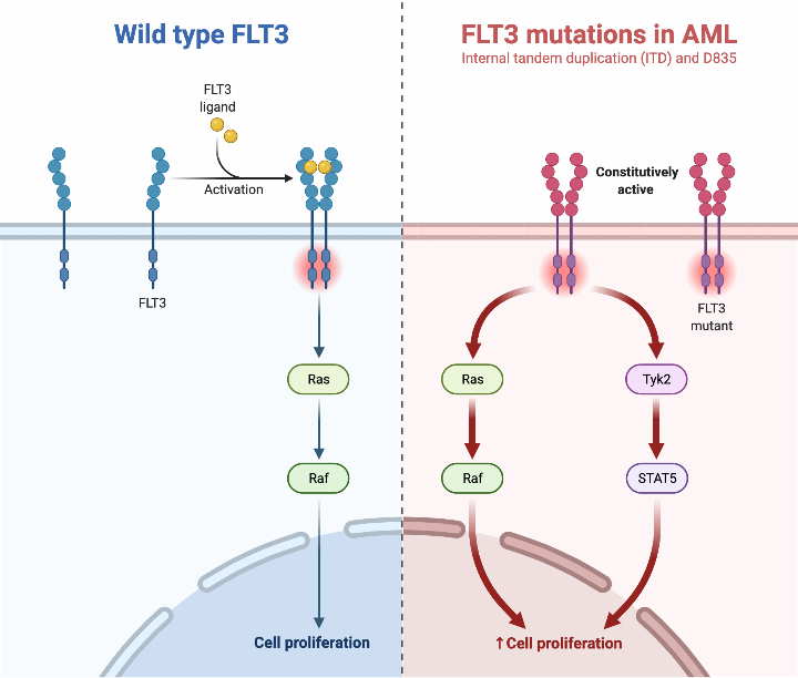 Flt3 Mutations In Acute Myeloid Leukemia Aml Biorender Science Flt3 Mutations In Acute Myeloid Leukemia Aml Biorender Science