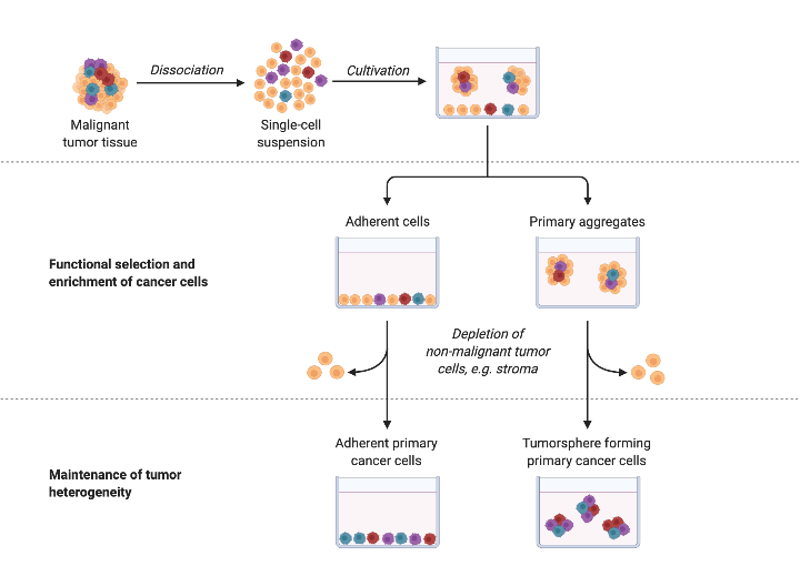 Primary Cancer Cell Culture BioRender Science Templates