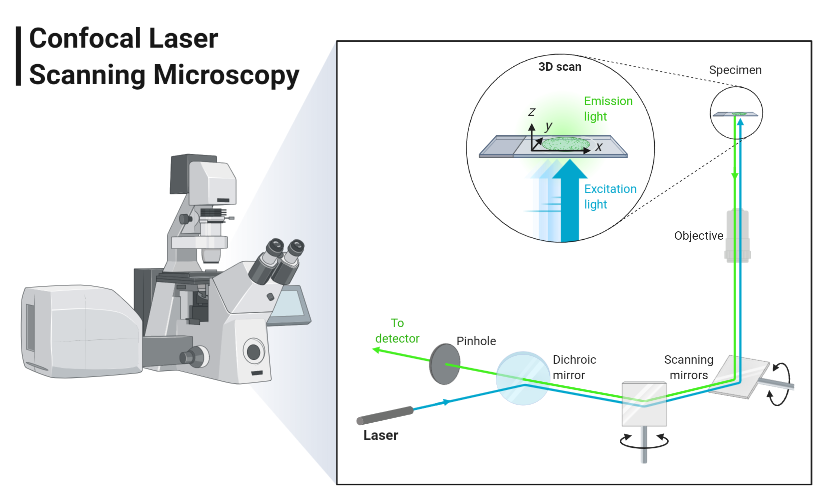 Laser Scanning Confocal Microscopy Biorender Science Templates Laser Scanning Confocal Microscopy Biorender Science Templates